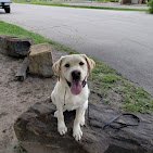 Tip Top K9 Tulsa Dog Training